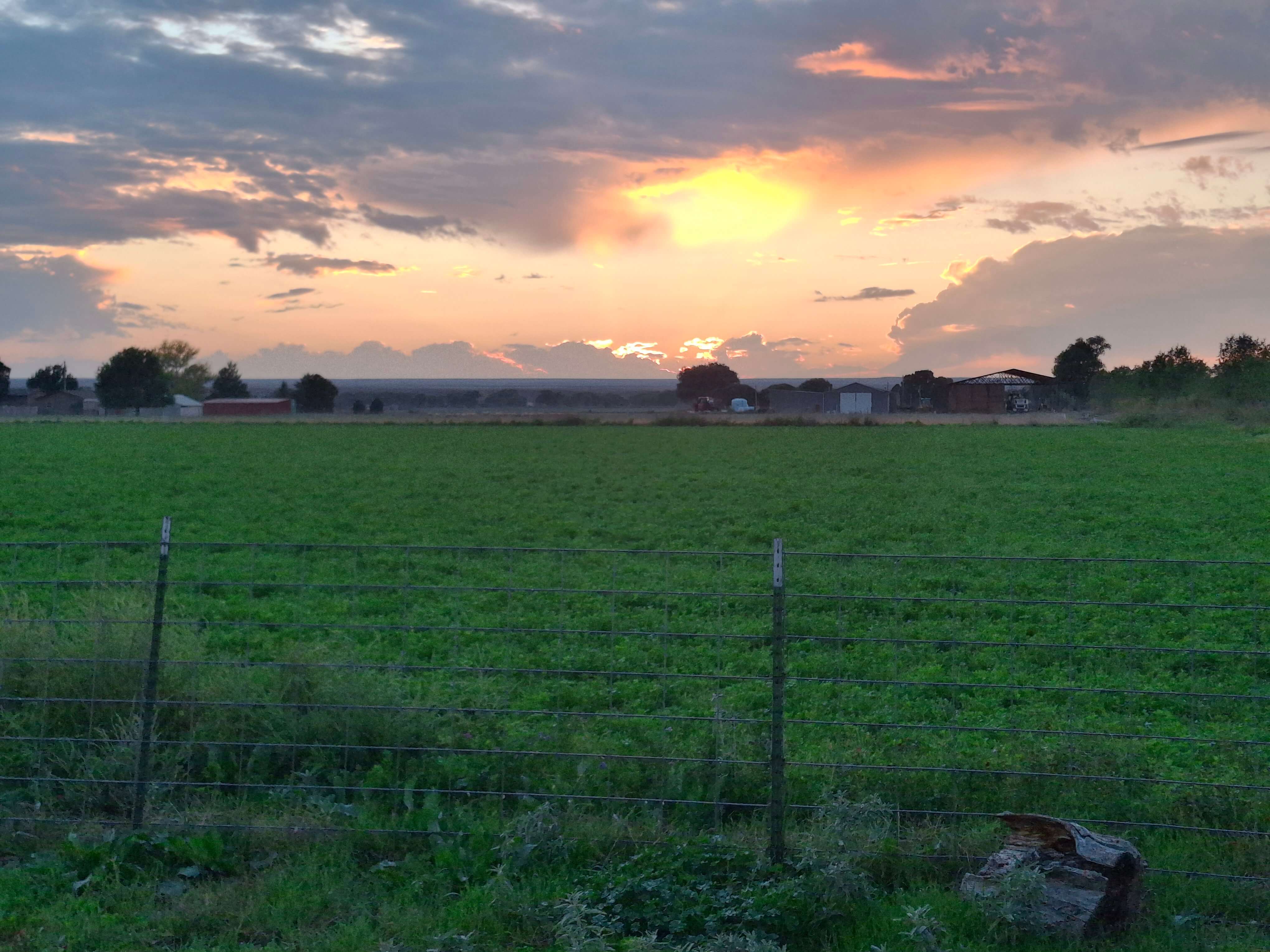 sunset in a pasture