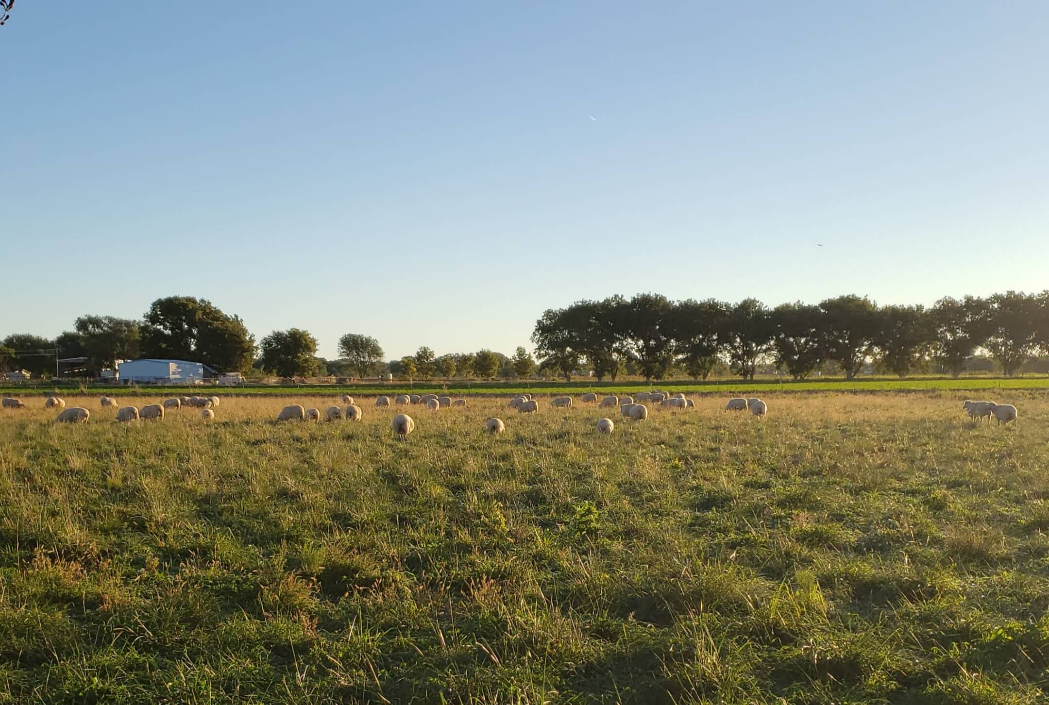 Lambs in field