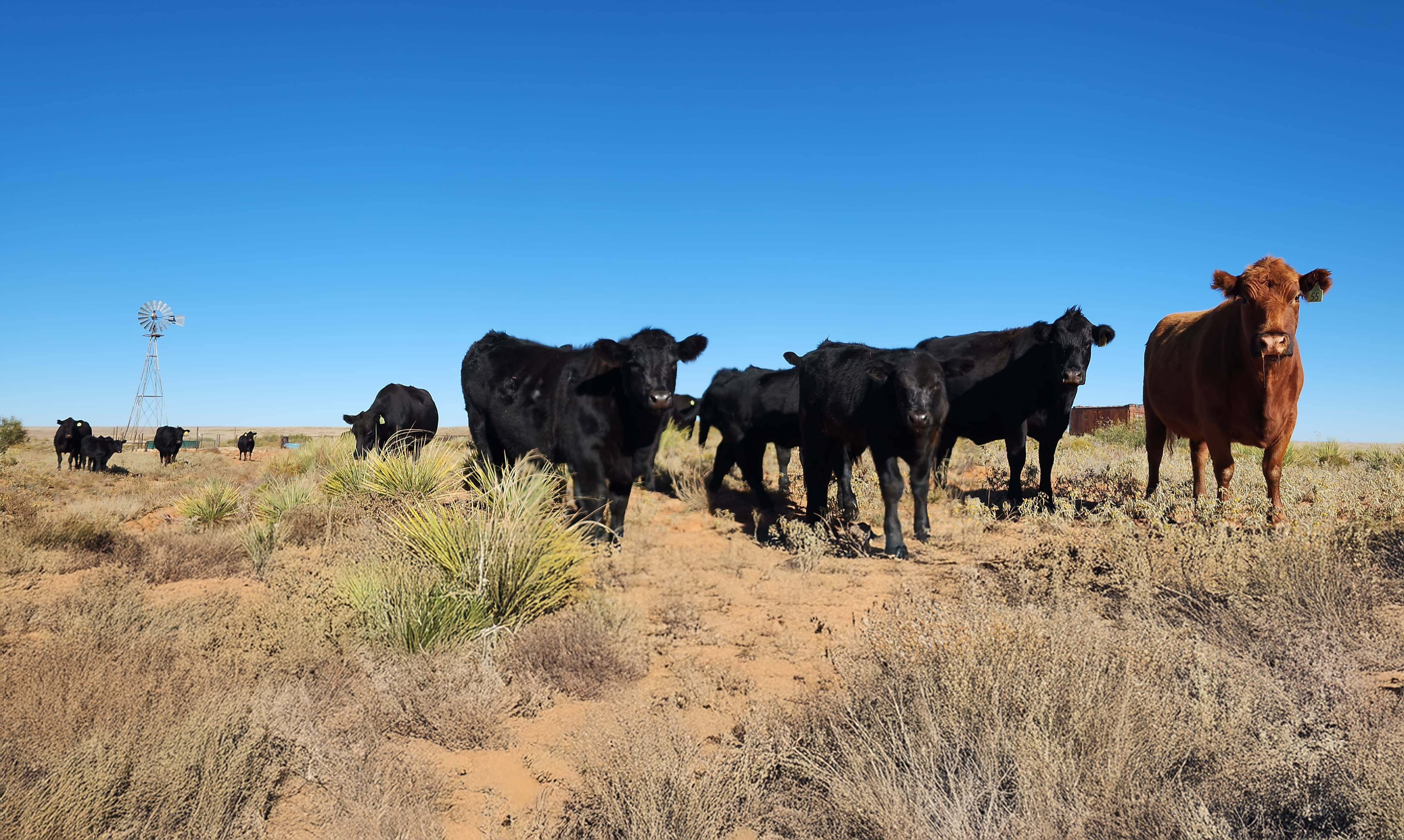 cows in a pasture