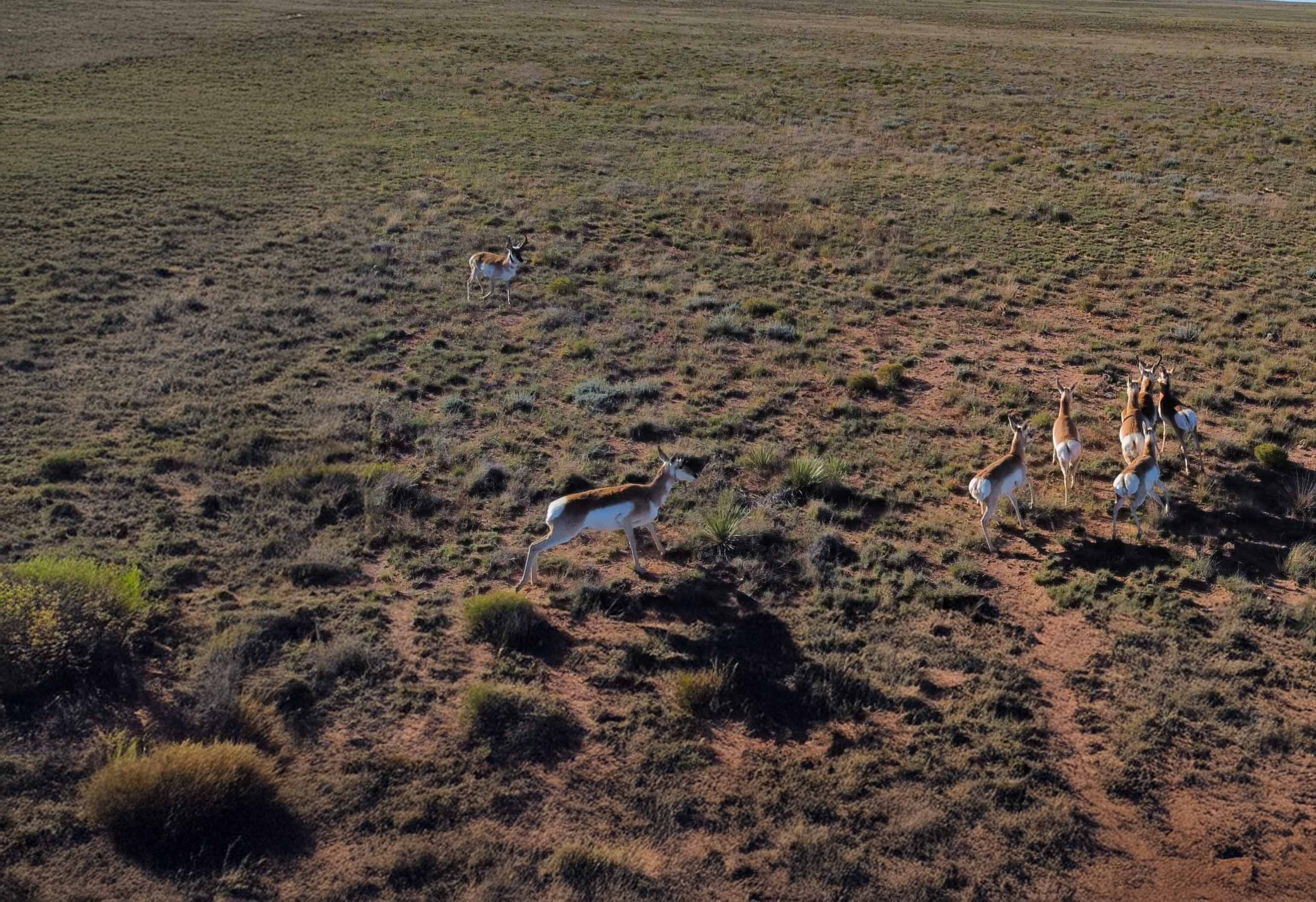 wild game in dessert